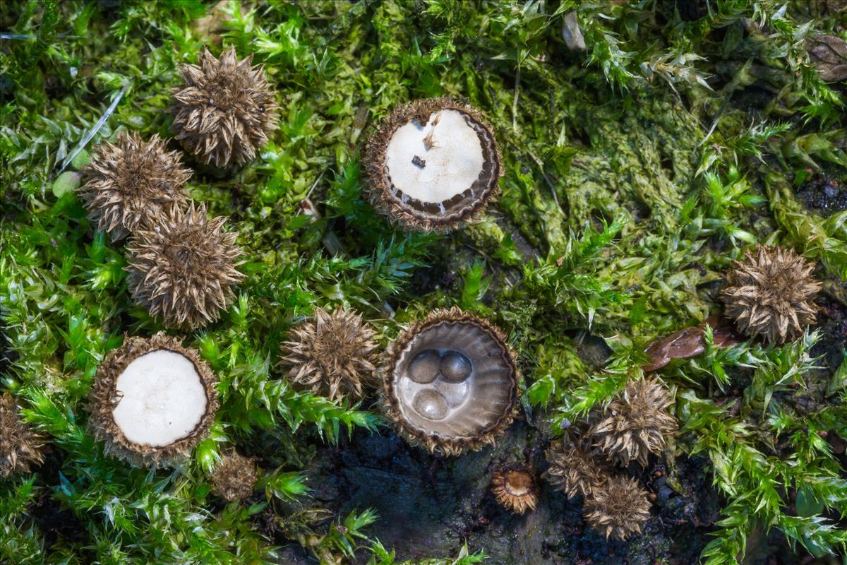 Cyathus striatus (door Henk Visser)