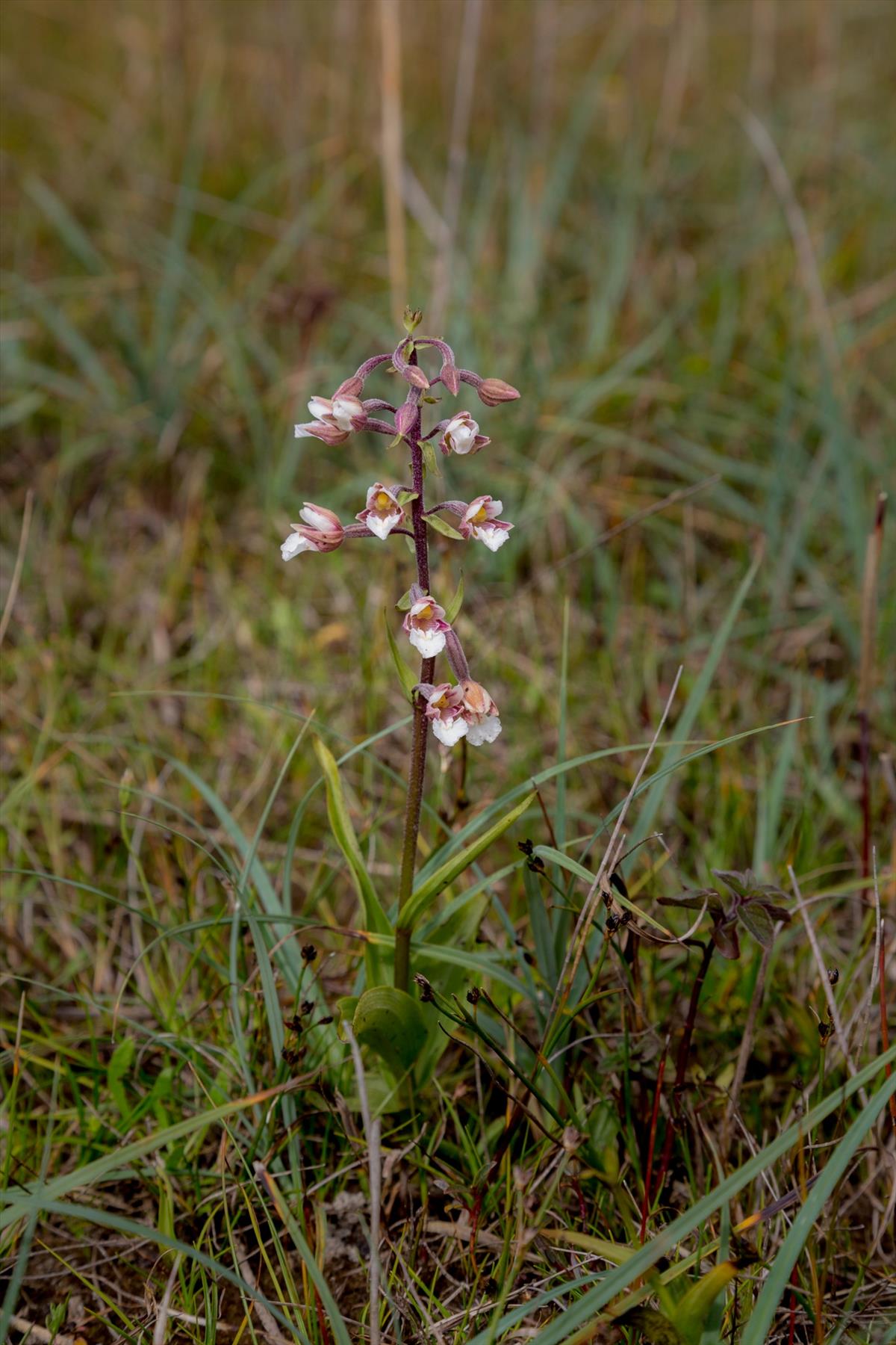 Epipactis palustris (door Henk Visser)