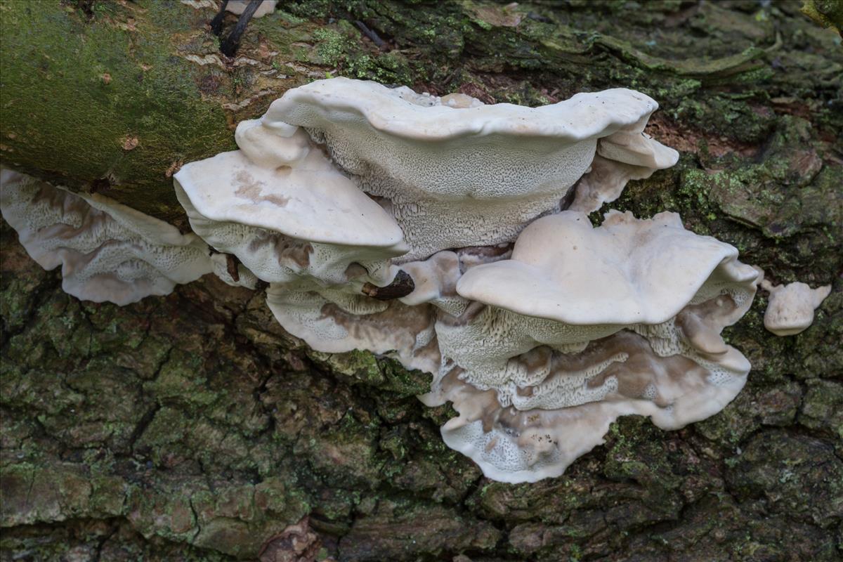 Postia tephroleuca (door Henk Visser)