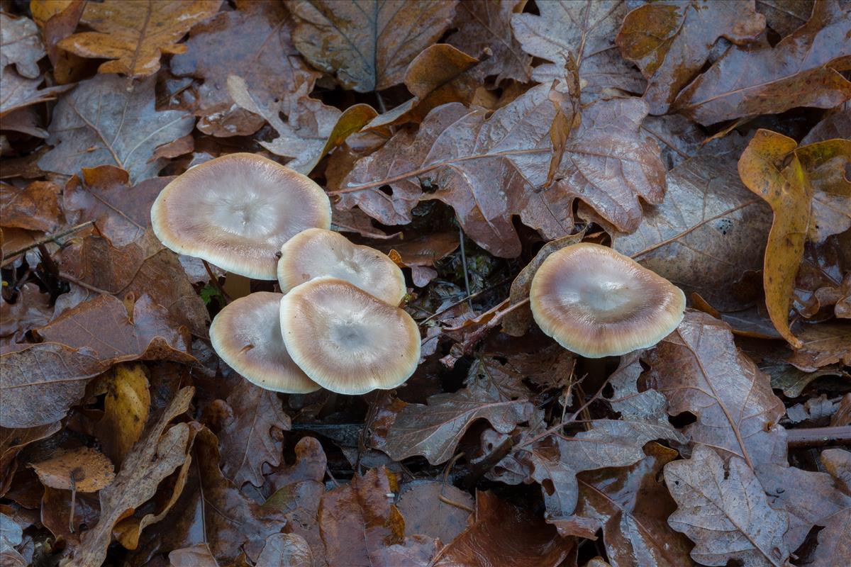 Rhodocollybia butyracea (door Henk Visser)