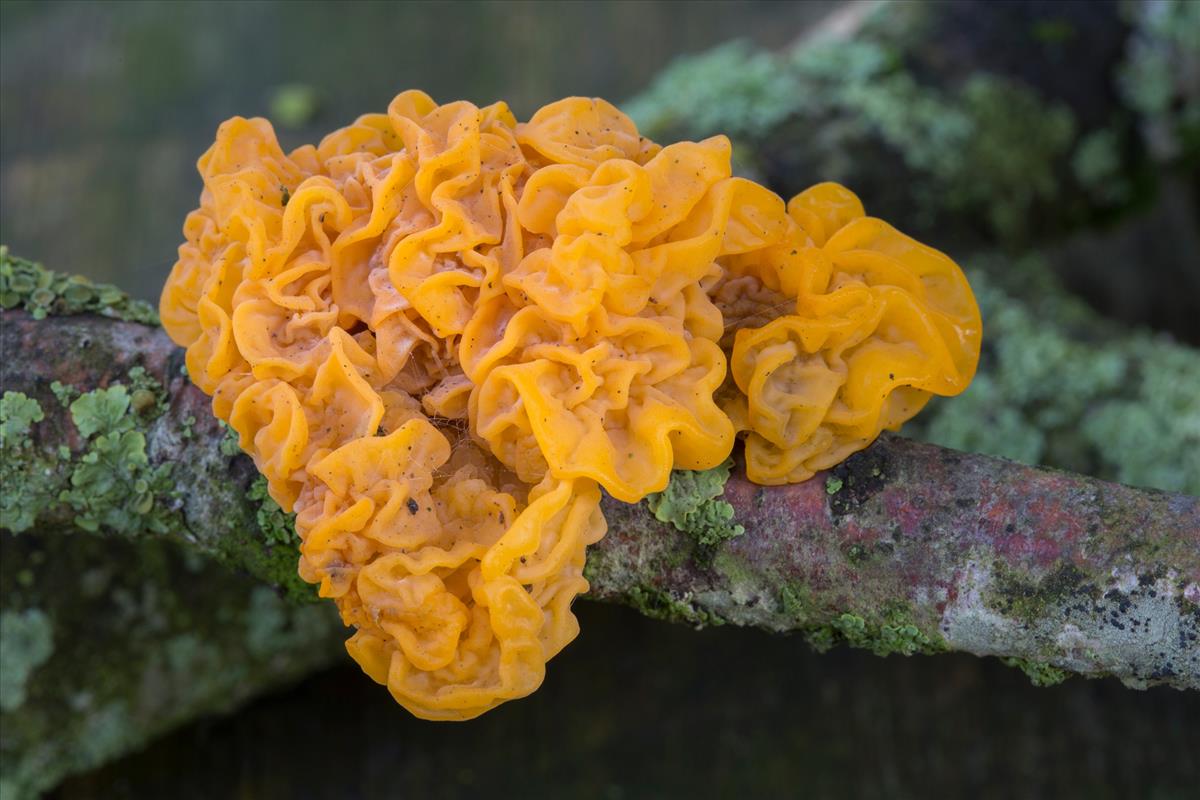 Tremella mesenterica (door Henk Visser)