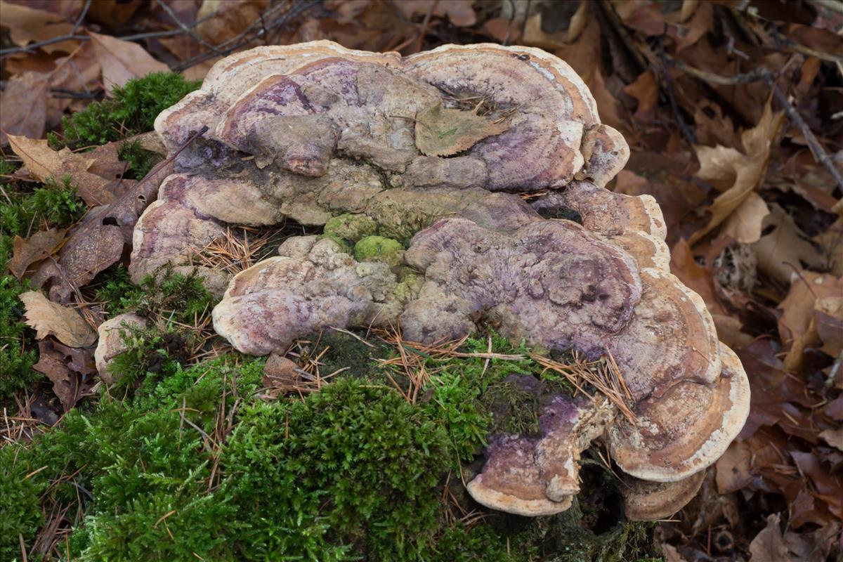 Perenniporia fraxinea (door Henk Visser)