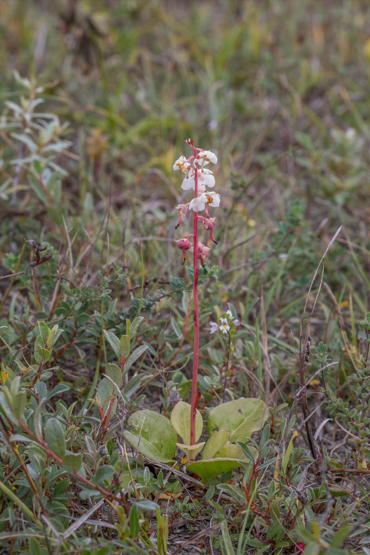 Pyrola rotundifolia (door Henk Visser)