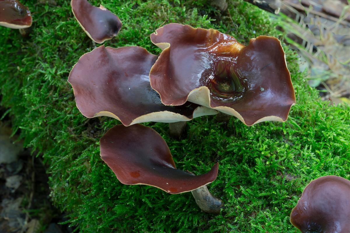 Polyporus badius (door Henk Visser)