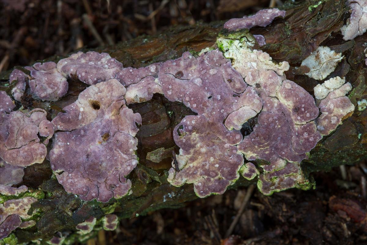 Chondrostereum purpureum (door Henk Visser)