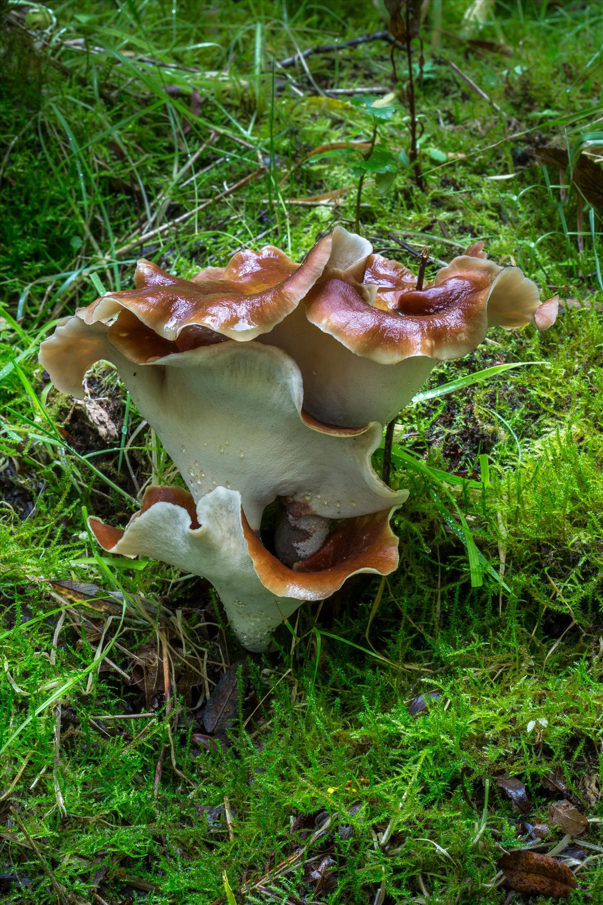 Polyporus badius (door Henk Visser)