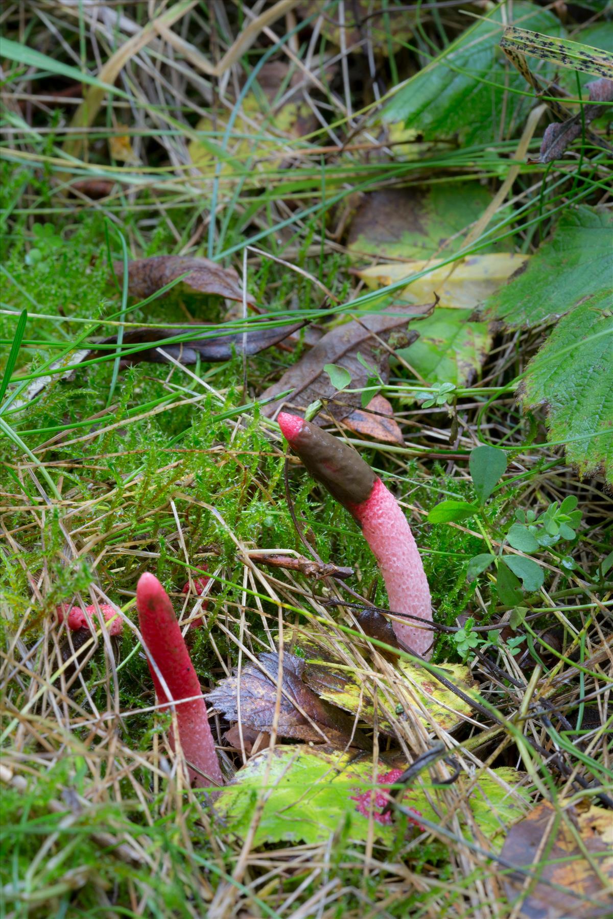 Mutinus ravenelii (door Henk Visser)