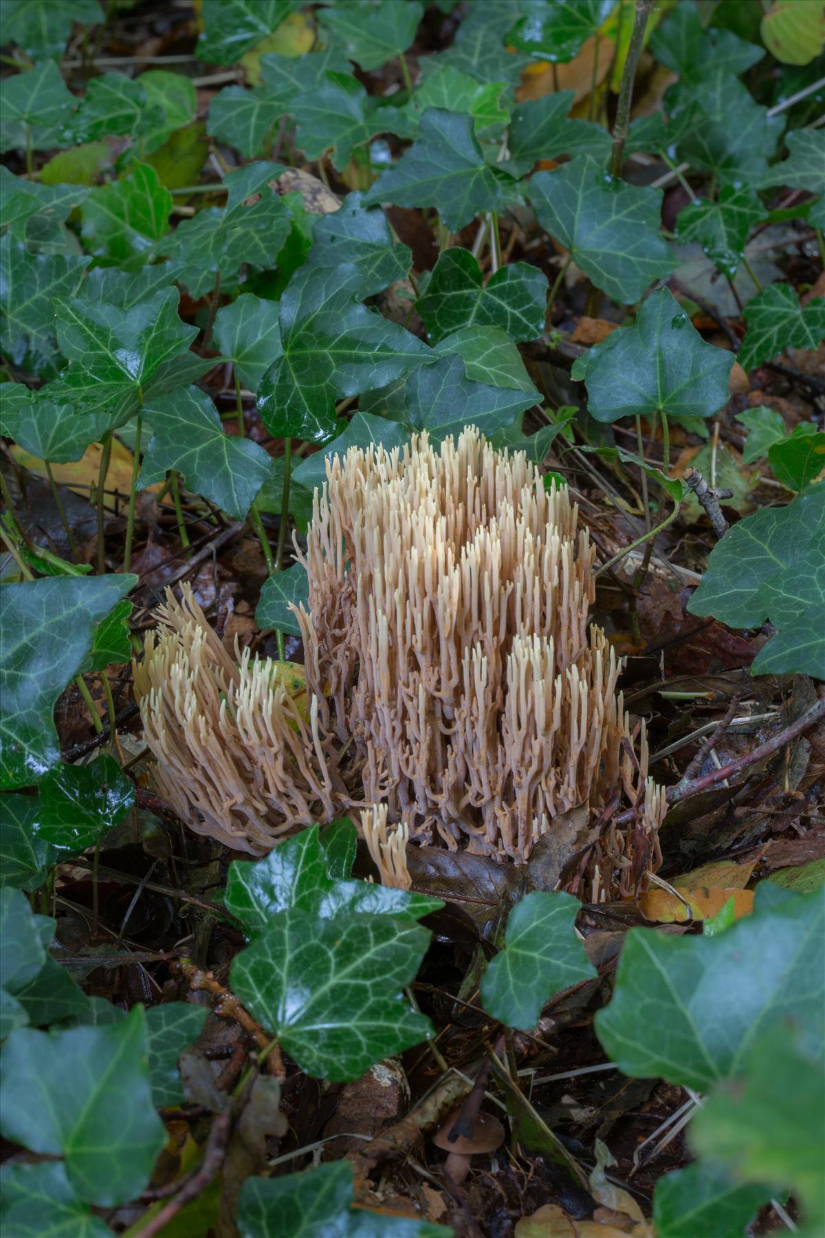 Ramaria stricta (door Henk Visser)