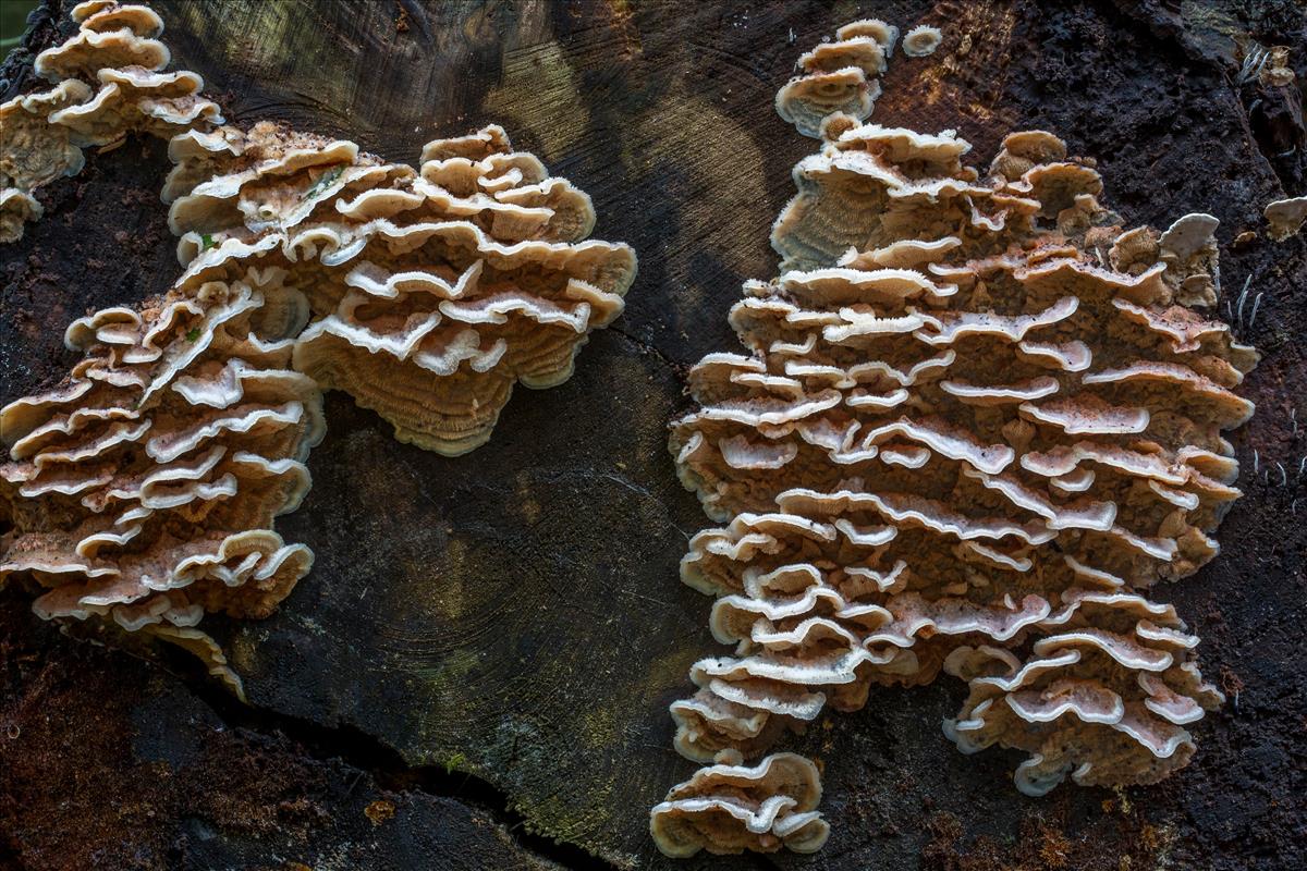 Phlebia tremellosa (door Henk Visser)