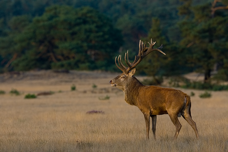 Cervus elaphus (door John Breugelmans)