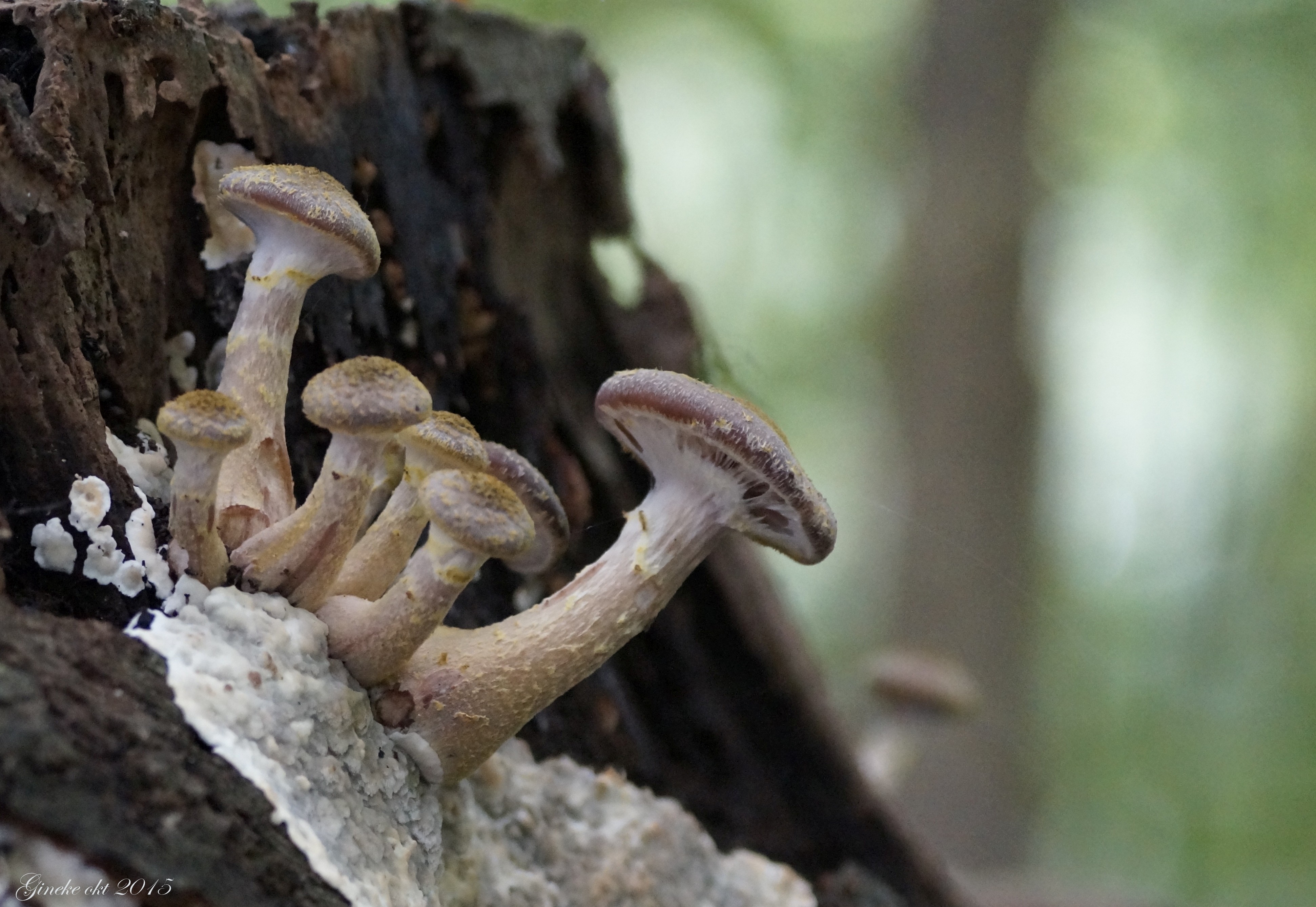 Armillaria lutea (door gineke speelman)