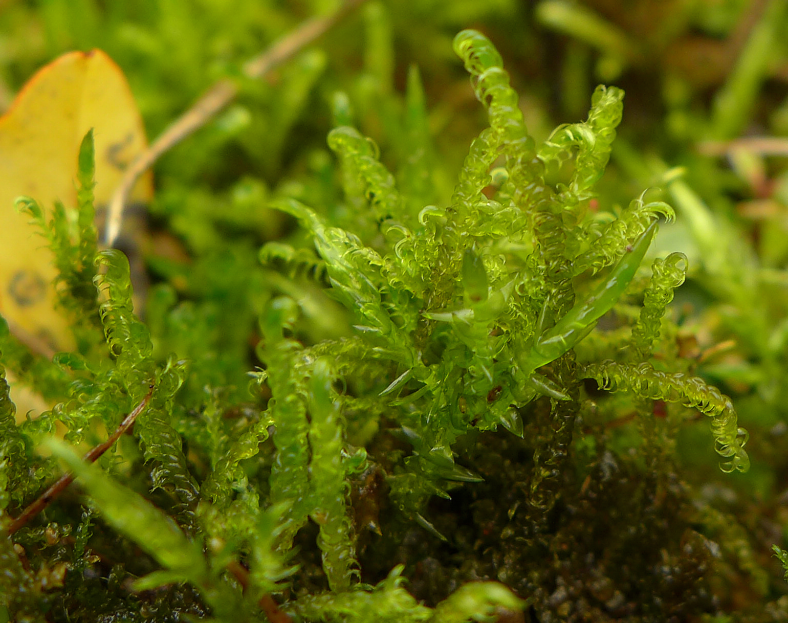 Scorpidium cossonii (door Jelle van Dijk)