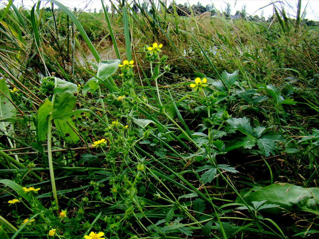 Potentilla intermedia (door Joop Verburg)