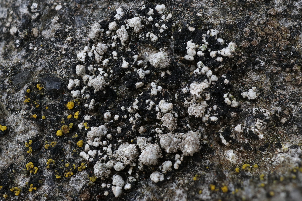 Stereocaulon pileatum (door Hans Toetenel)