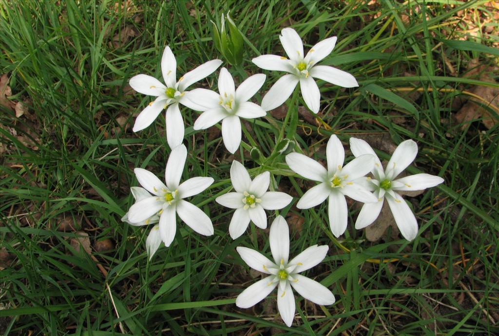 Ornithogalum umbellatum (door Bert Verbruggen)