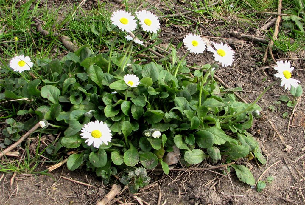 Bellis perennis (door Bert Verbruggen)