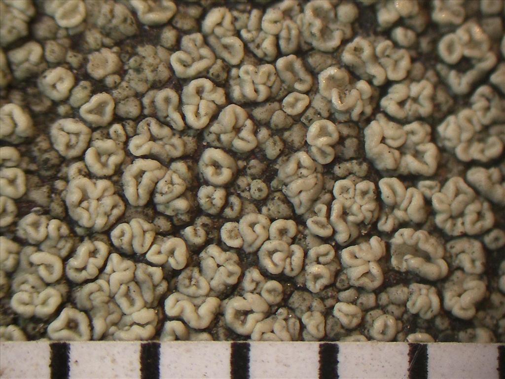 Lecanora polytropa (door Arie van den Bremer)