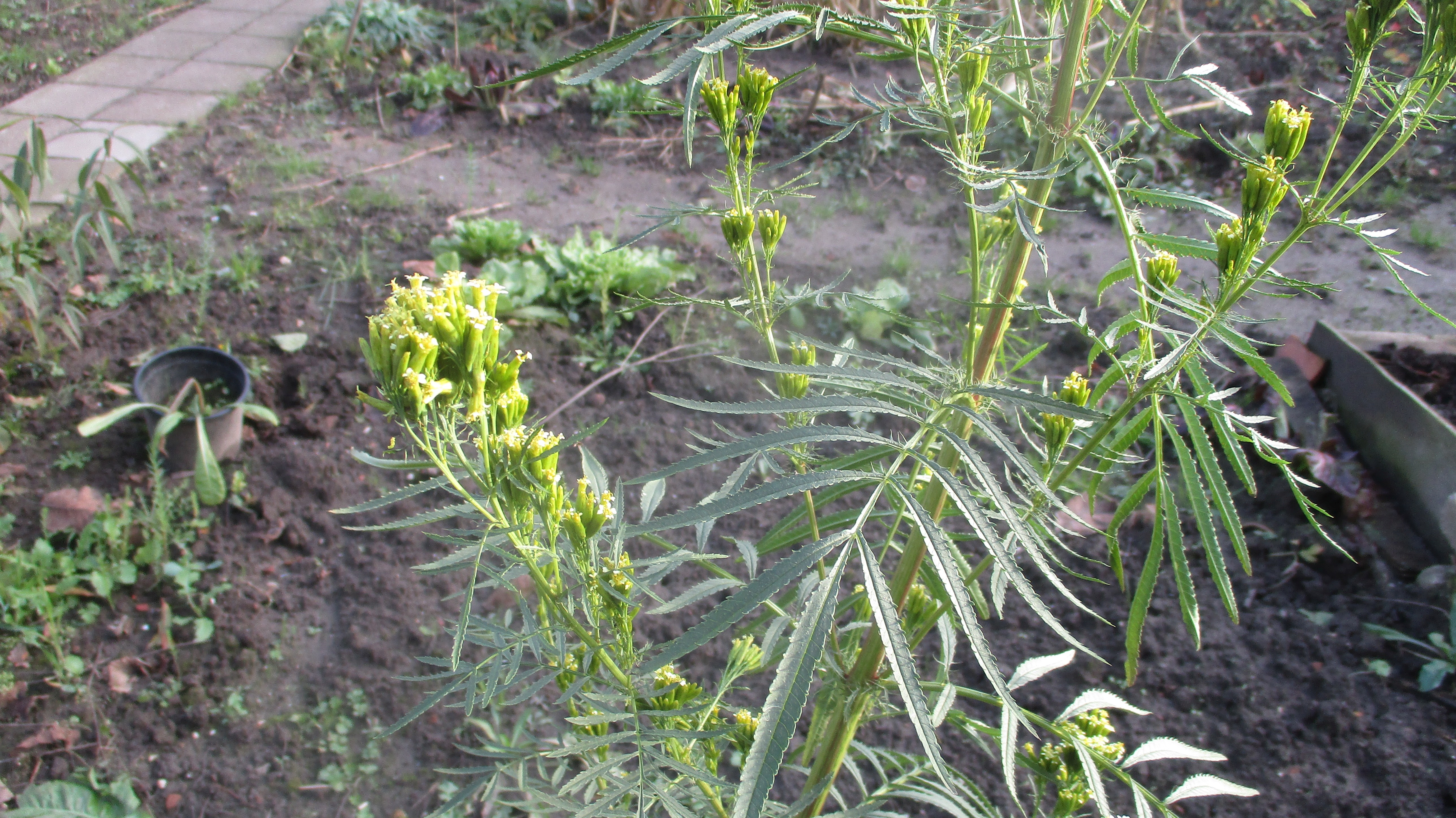 Tagetes minuta (door Toon Verrijdt)