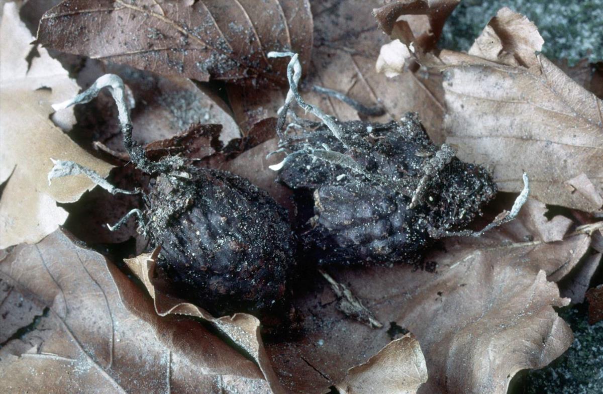 Xylaria carpophila (door Grieta Fransen)