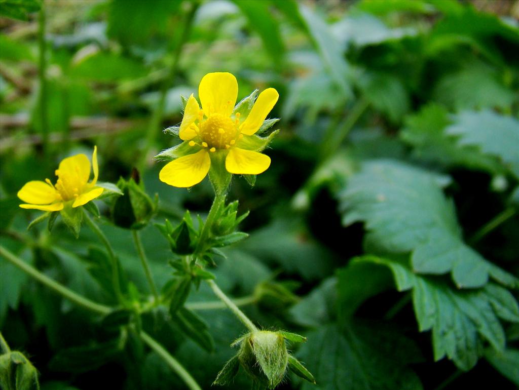 Potentilla intermedia (door Joop Verburg)