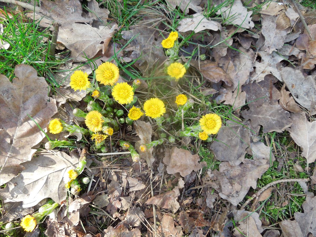 Tussilago farfara (door Toon Verrijdt)