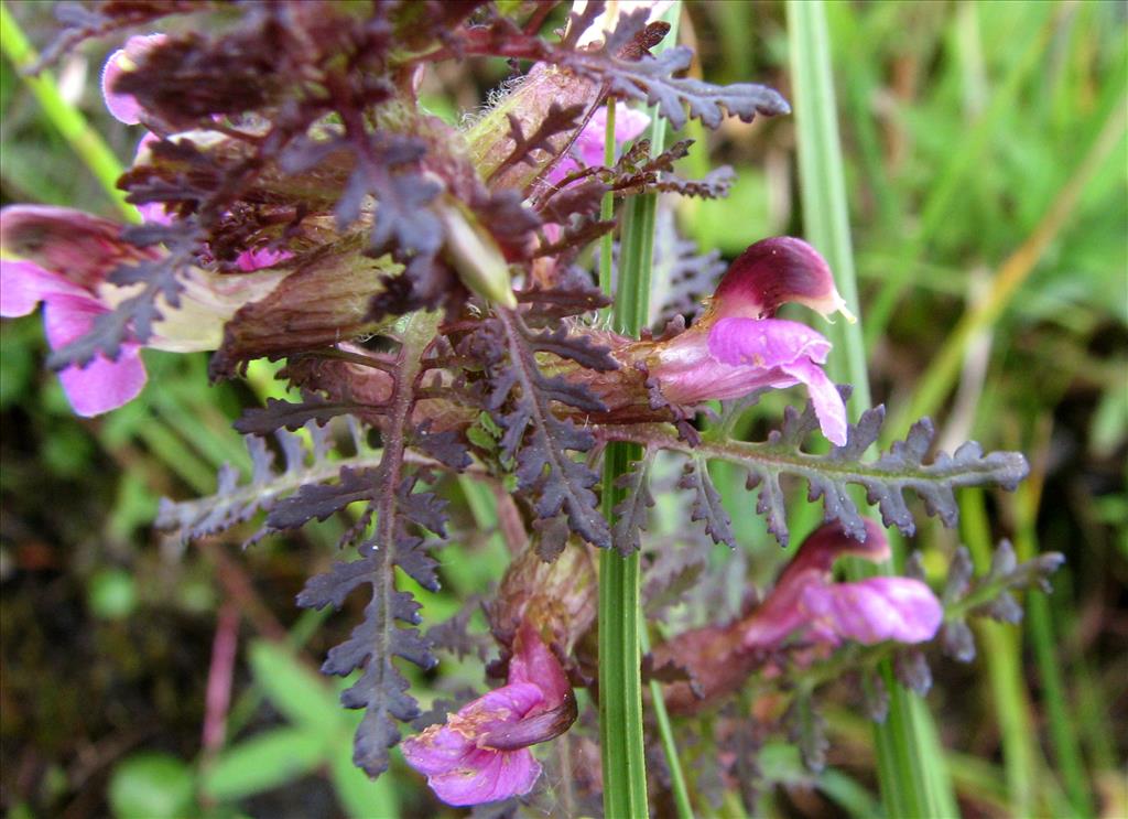 Pedicularis palustris (door Bert Verbruggen)