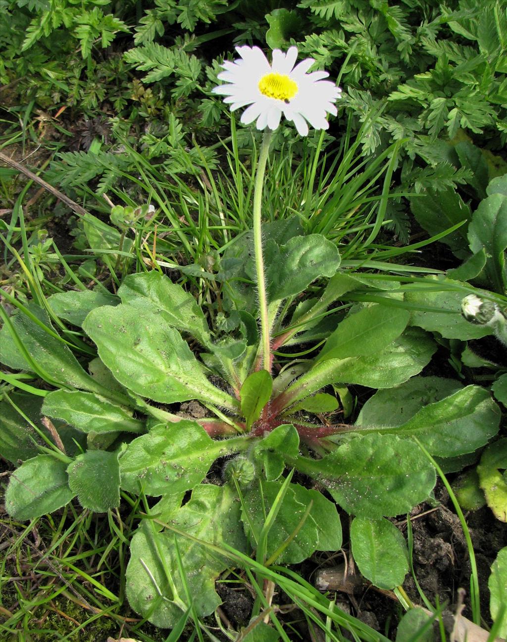 Bellis perennis (door Bert Verbruggen)