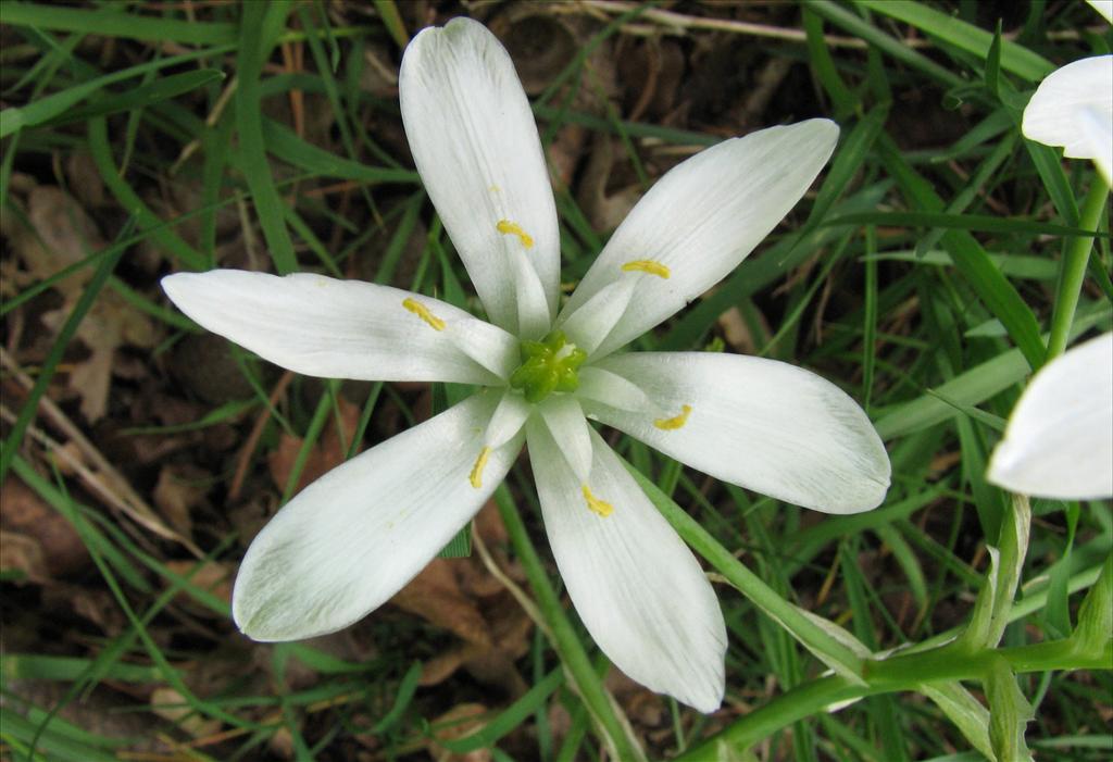 Ornithogalum umbellatum (door Bert Verbruggen)