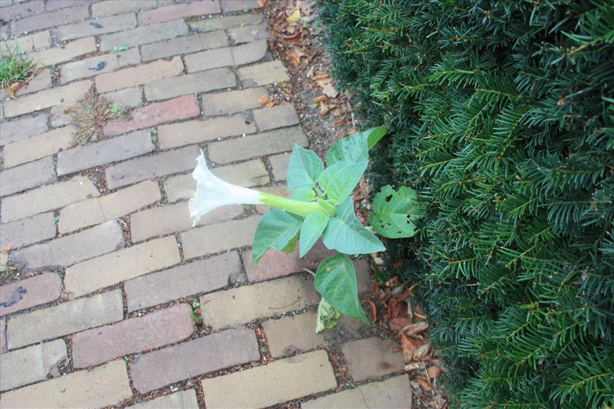 Datura innoxia (door Toon Verrijdt)