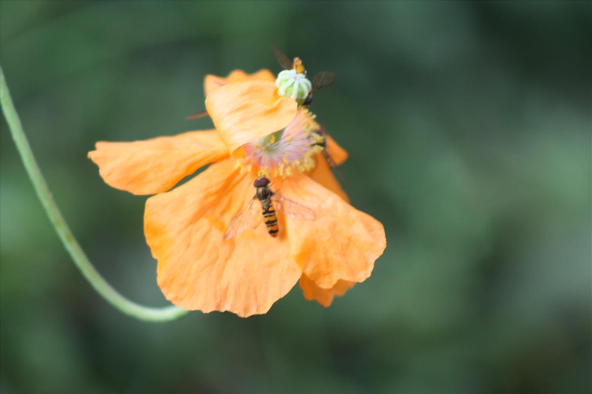 Papaver atlanticum (door Toon Verrijdt)