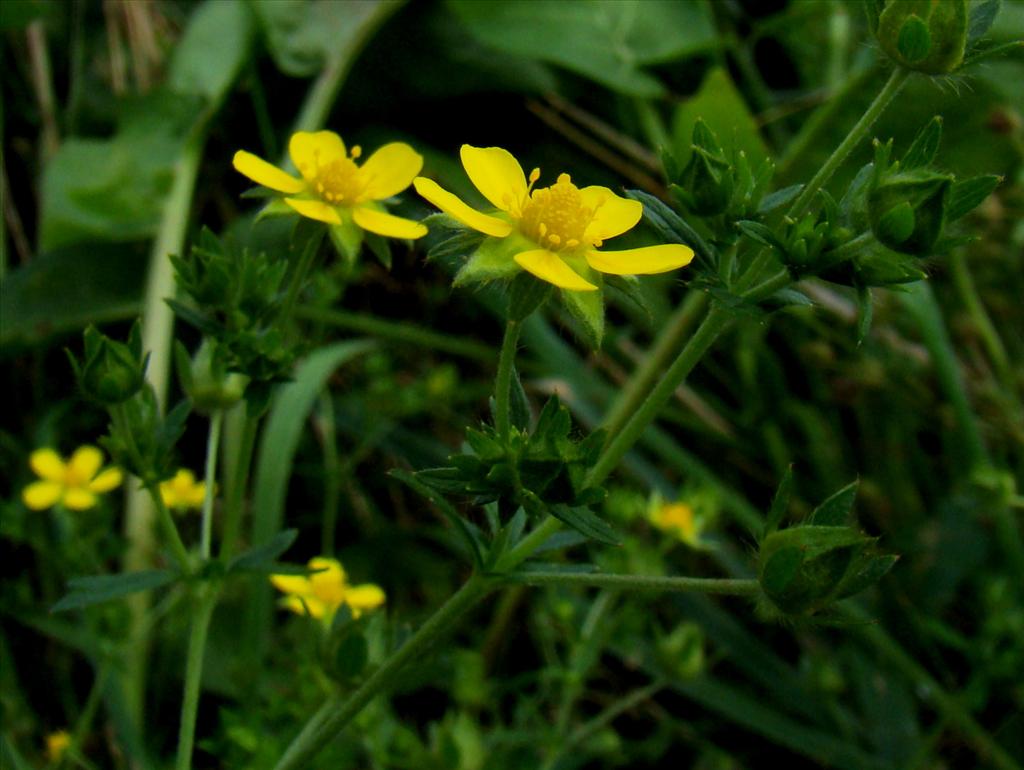 Potentilla intermedia (door Joop Verburg)