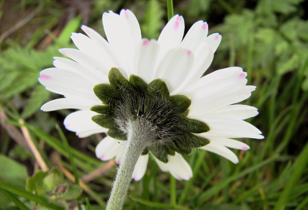 Bellis perennis (door Bert Verbruggen)