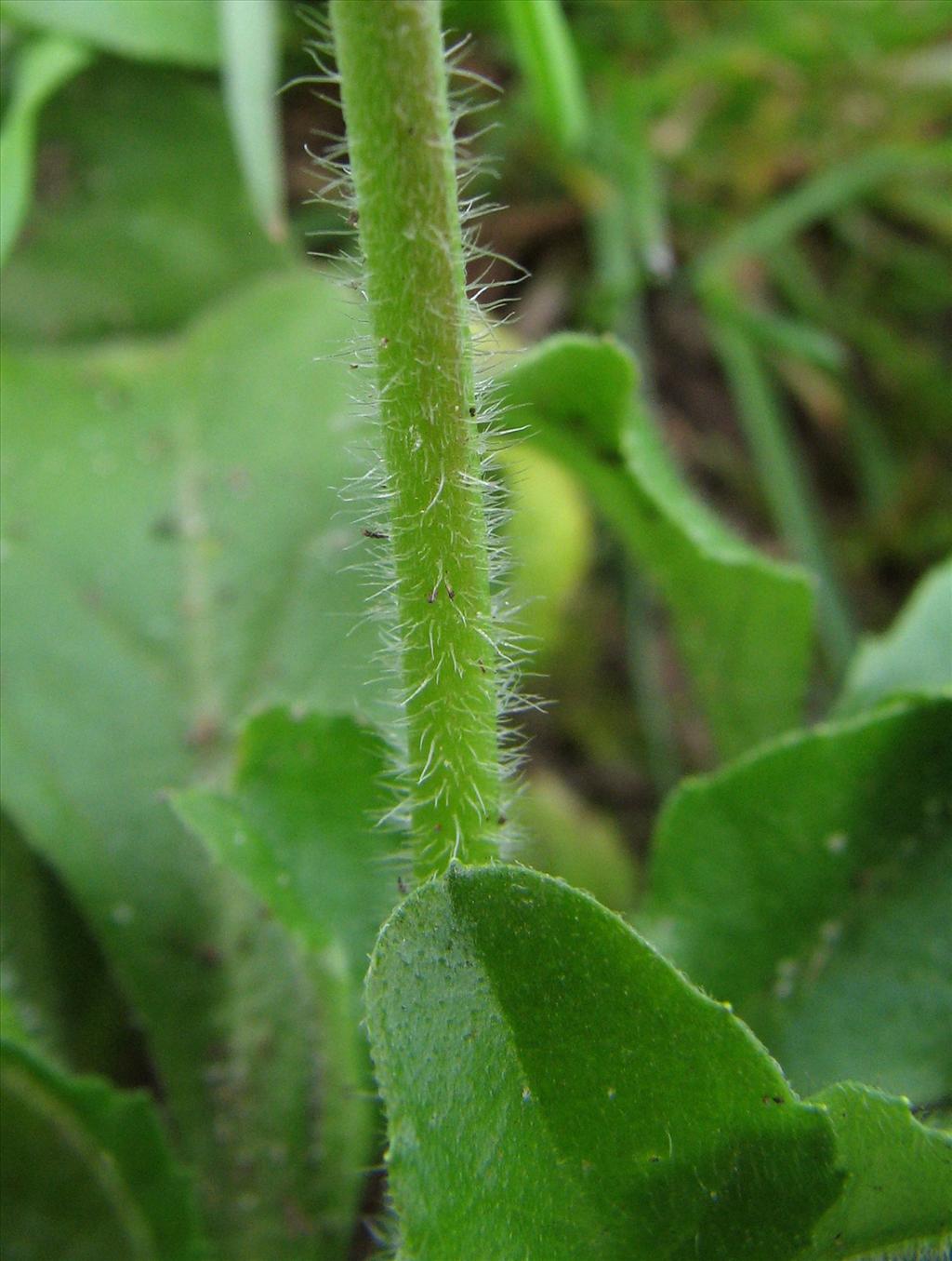 Bellis perennis (door Bert Verbruggen)