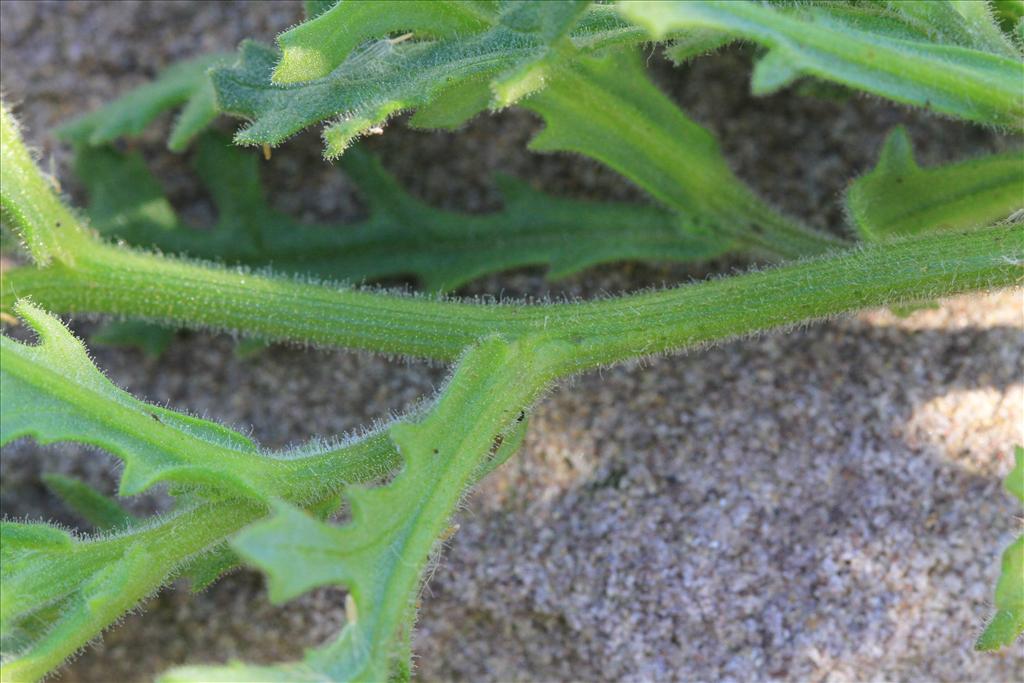 Senecio viscosus (door Rudolf van der Schaar)