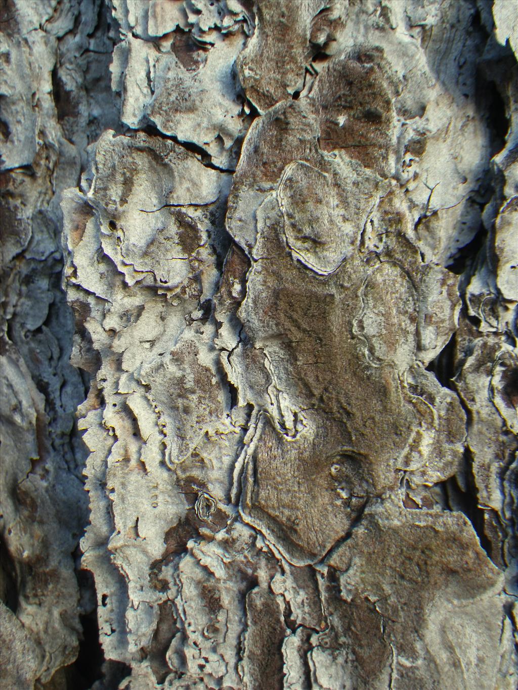 Pinus nigra subsp. laricio (door Arie van den Bremer)