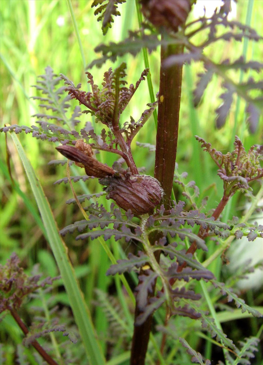 Pedicularis palustris (door Bert Verbruggen)