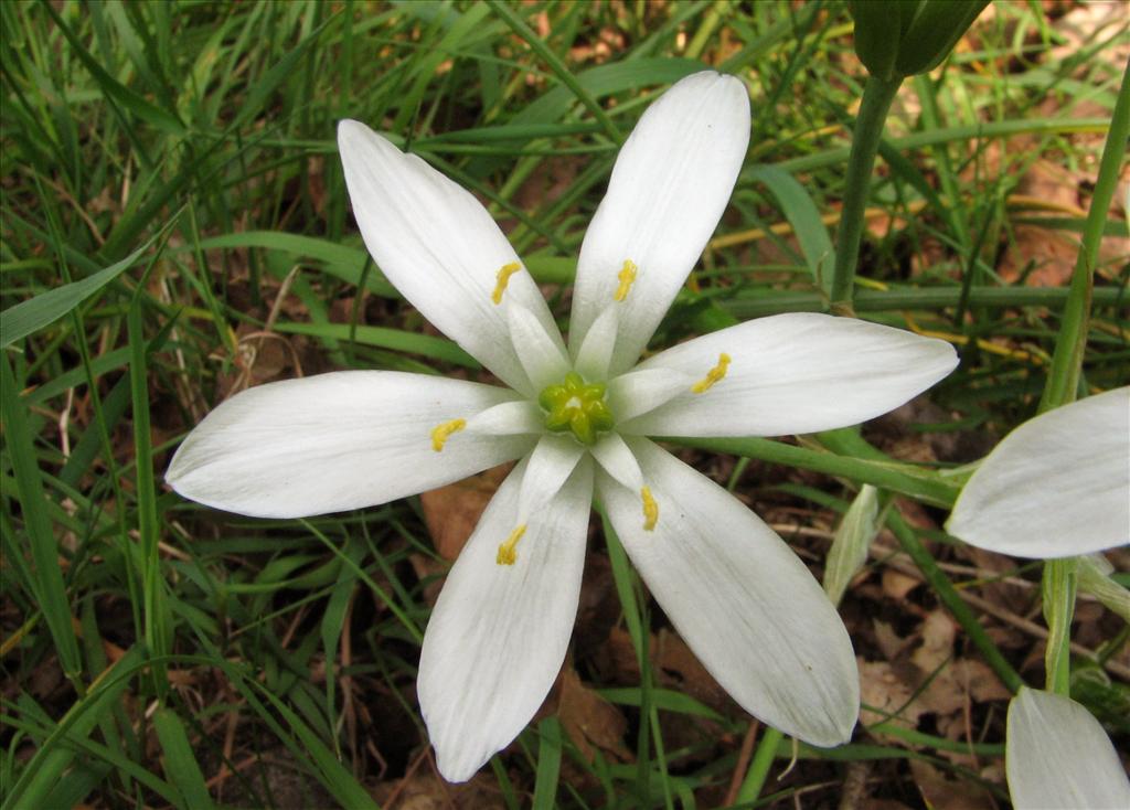 Ornithogalum umbellatum (door Bert Verbruggen)