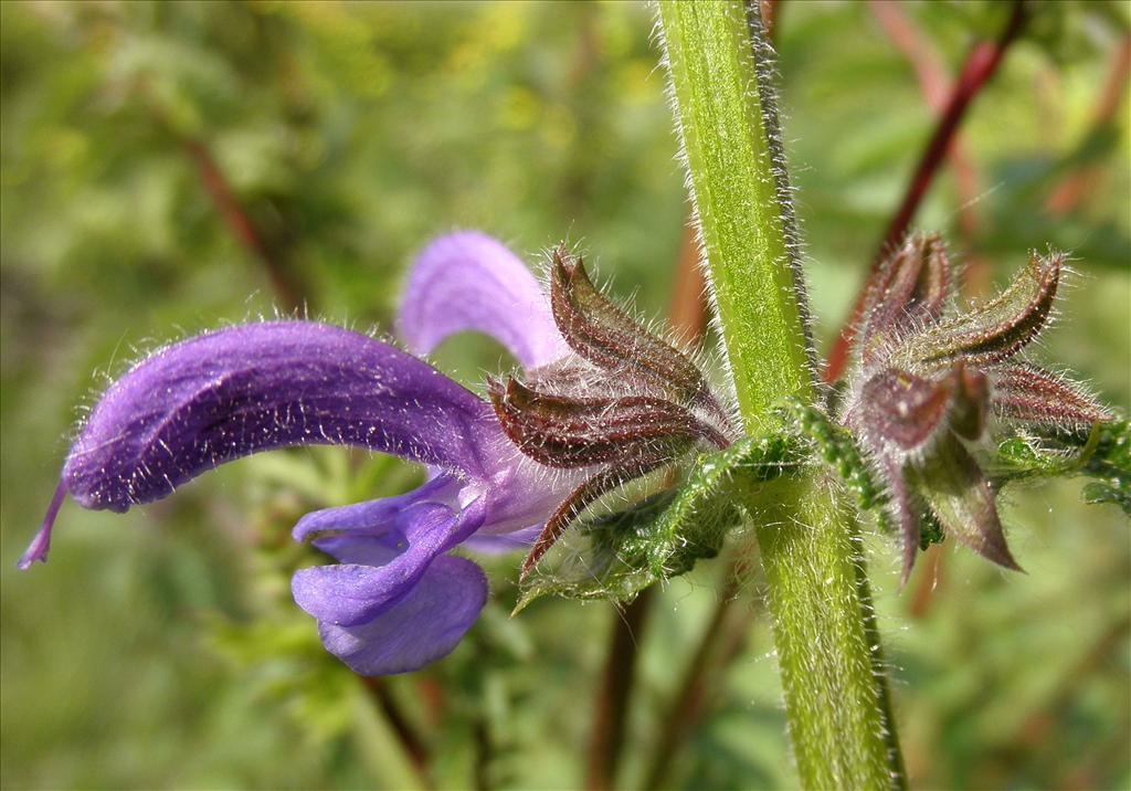 Salvia pratensis (door Bert Verbruggen)