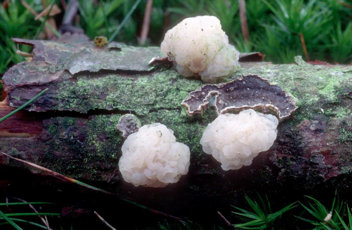 Tremella encephala (door Grieta Fransen)