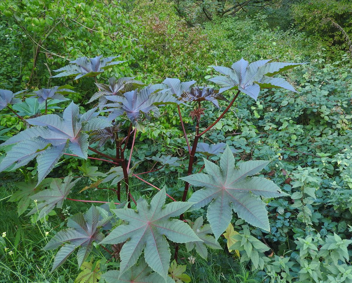 Ricinus communis (door Jelle van Dijk)