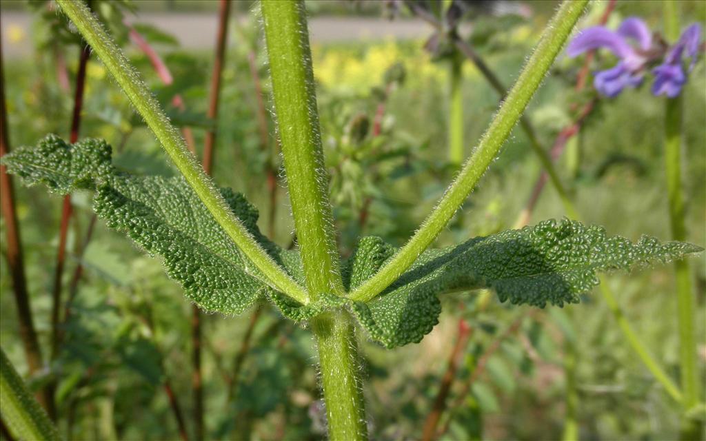 Salvia pratensis (door Bert Verbruggen)