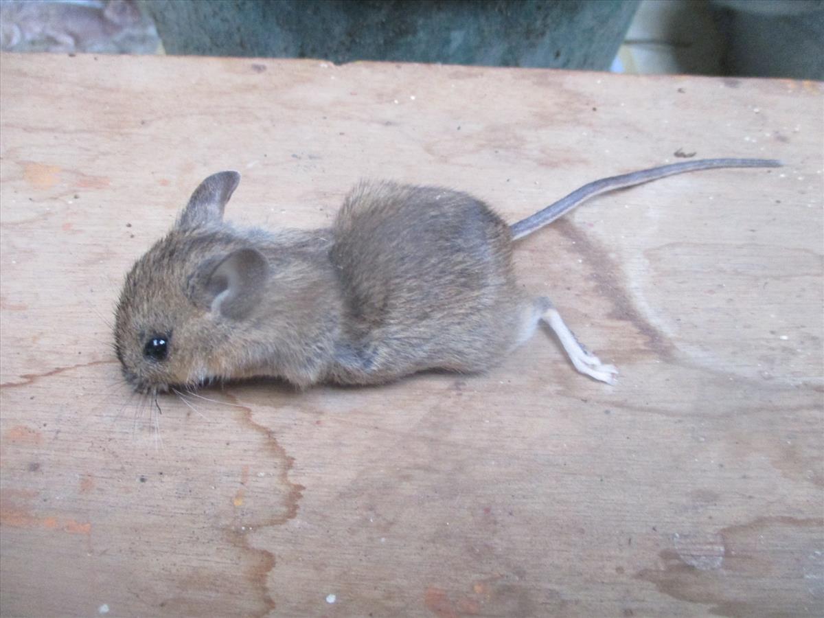 Apodemus sylvaticus (door Toon Verrijdt)