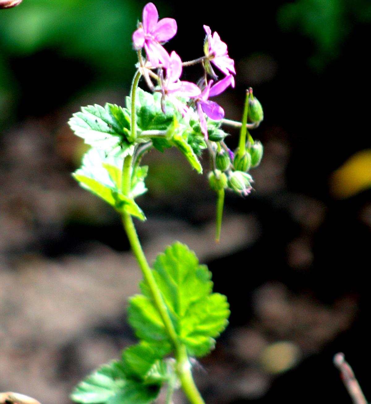 Erodium malacoides (door Toon Verrijdt)