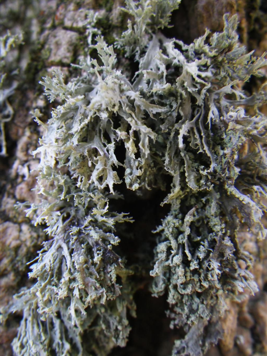 Ramalina pollinaria (door Arie van den Bremer)