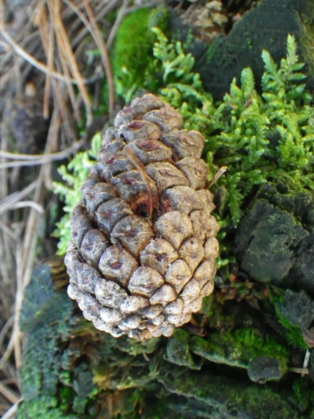 Pinus nigra subsp. laricio (door Arie van den Bremer)