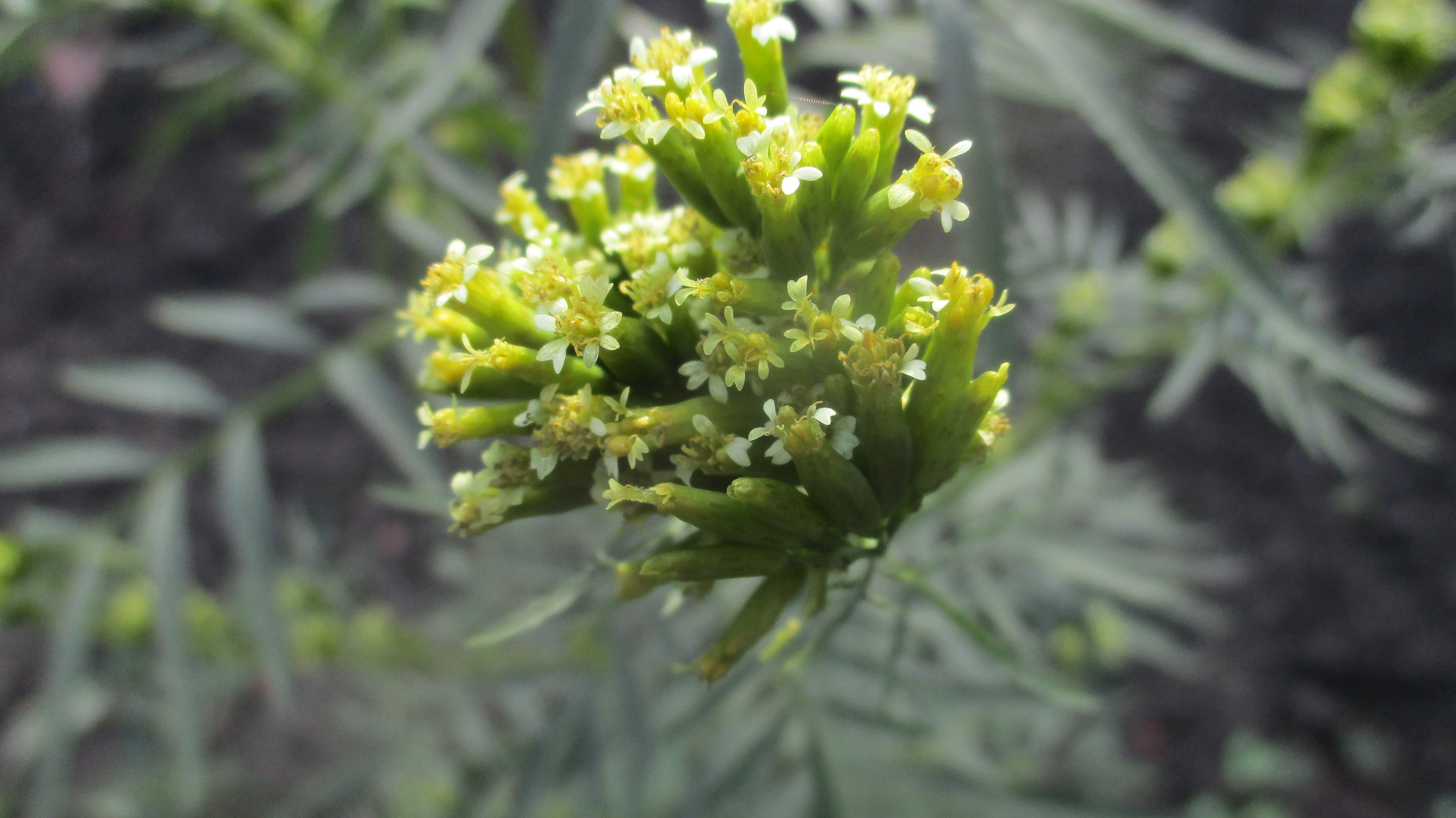 Tagetes minuta (door Toon Verrijdt)