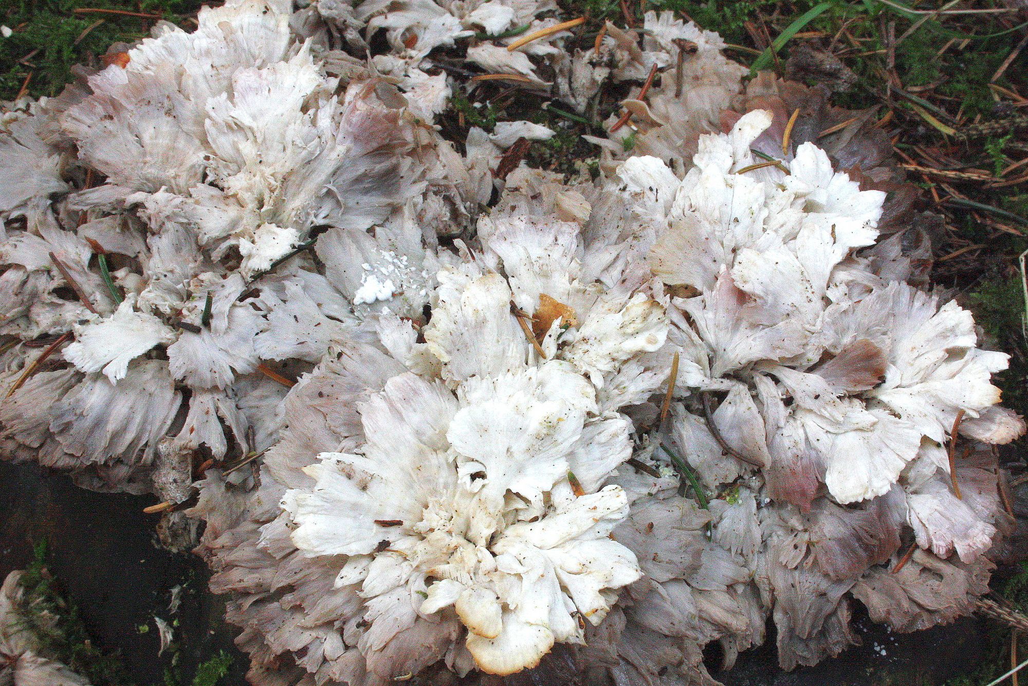 Postia floriformis (door Ieko Staal)