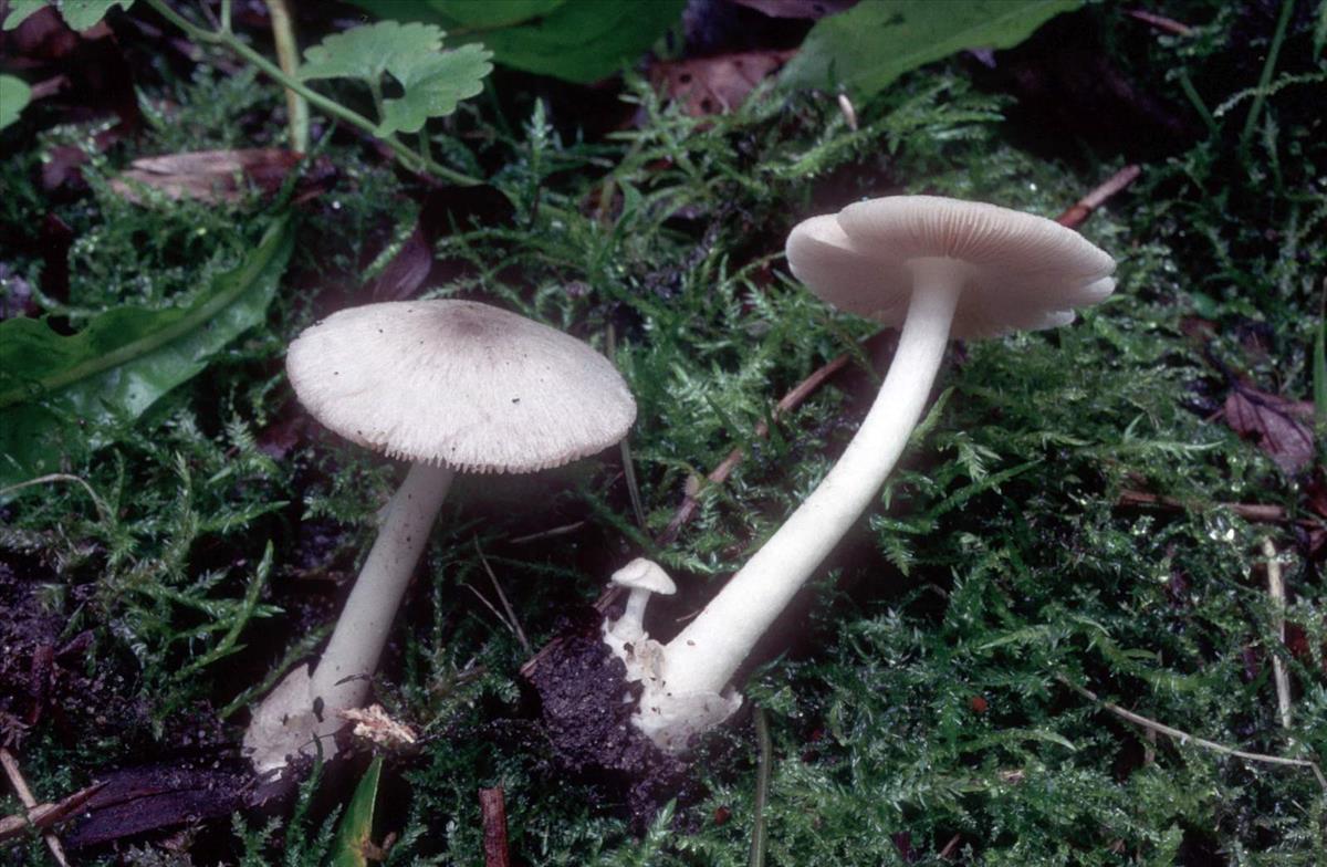 Volvariella pusilla (door Grieta Fransen)