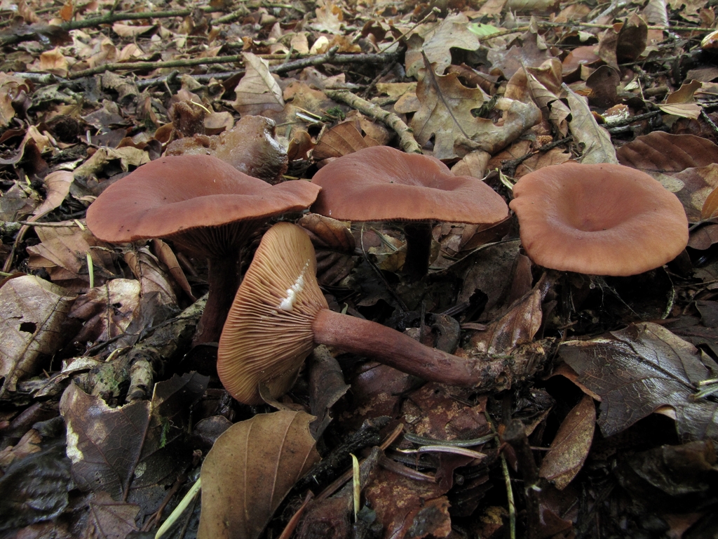 Lactarius camphoratus (door Dinant Wanningen)