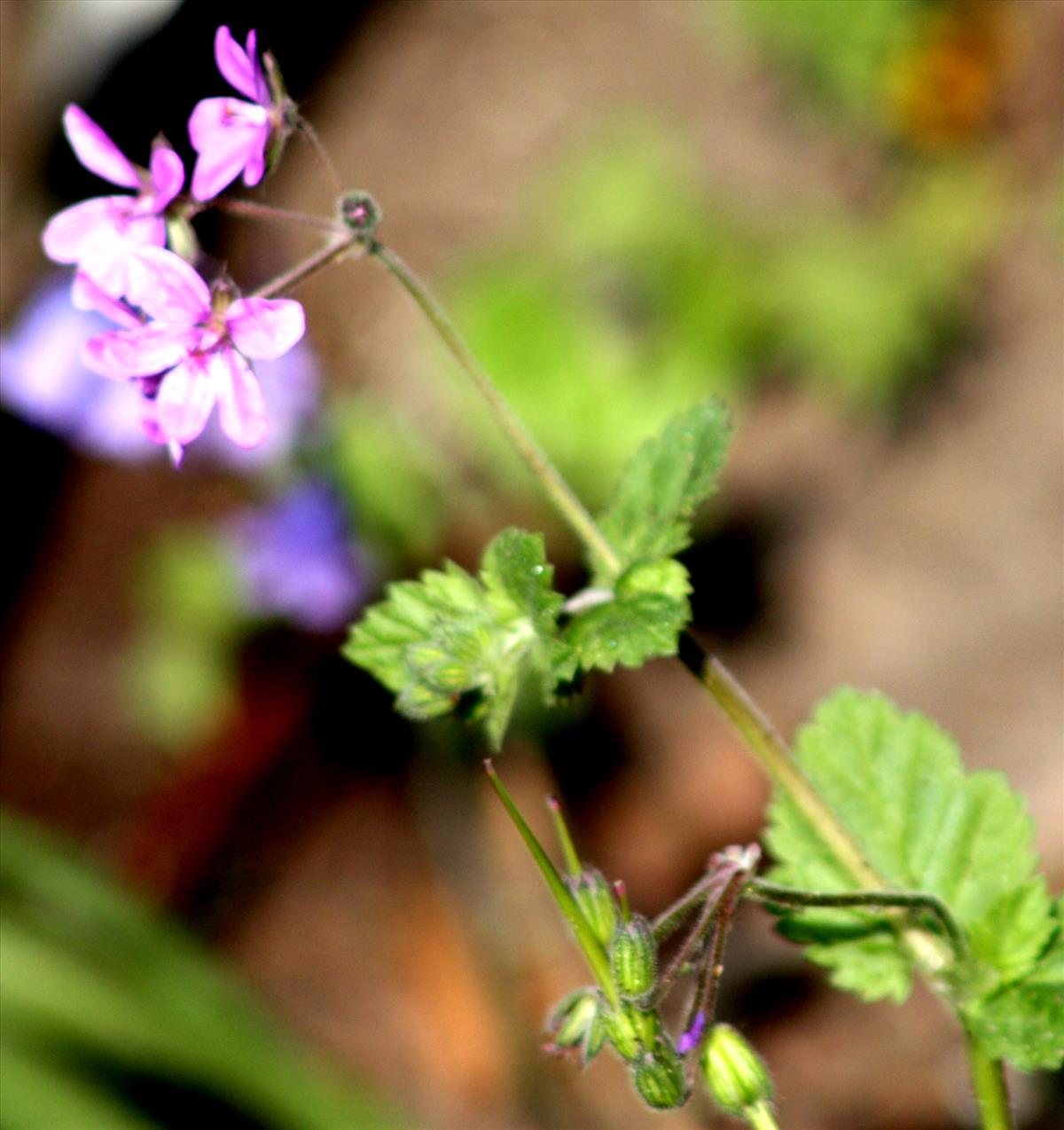 Erodium malacoides (door Toon Verrijdt)